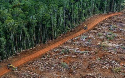 La deforestazione dell’Amazzonia: una bomba a orologeria per nuove pandemie